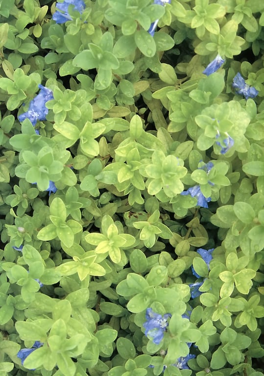 图片[5]-#岩本惠 – Daisy Blue - 全本免费在线观看-阅图吧