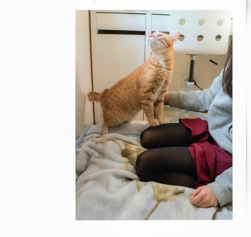 图片[28]-#青山裕企 Photobook 26sets\【青山裕企】猫与大腿 - 全本免费在线观看-阅图吧