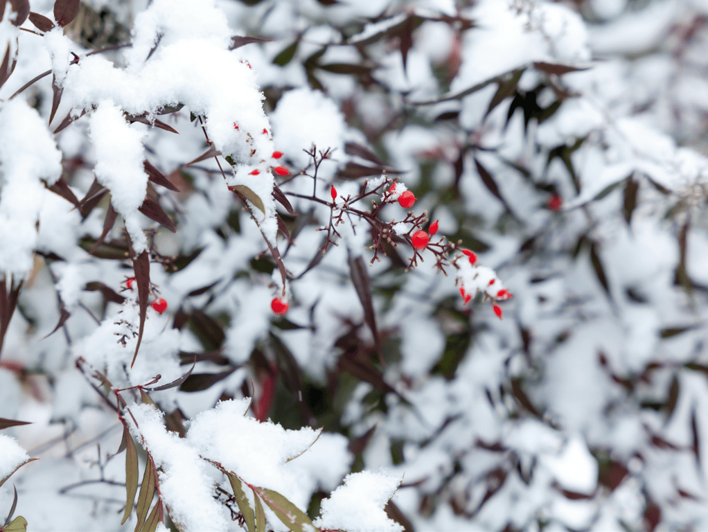 图片[63]-エモーショナルシチュエーション Vol.2【四季編】仓本菫 凉森玲梦 枢木葵 木下日葵 - 在线免费观看-阅图吧
