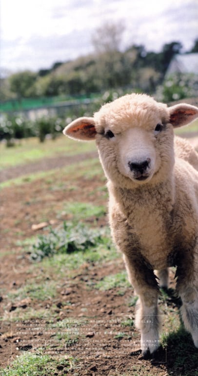 图片[41]-#杉本有美 ファースト写真集 うち HQ - 全本免费在线观看-阅图吧