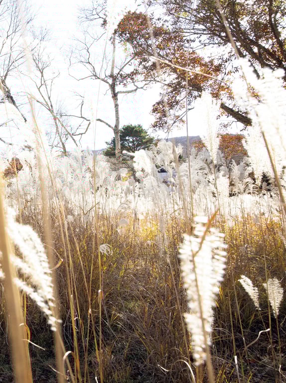 图片[53]-#Miho Machiyama 街山美穗 – Scarlet (2021-03-10) - 全本免费在线观看-阅图吧