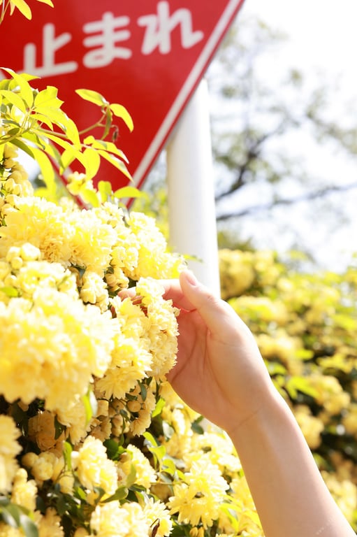 图片[12]-#Aoi Ichino 一乃葵 – In the fig garden 无花果的庭院里 (2022-06-10) - 全本免费在线观看-阅图吧