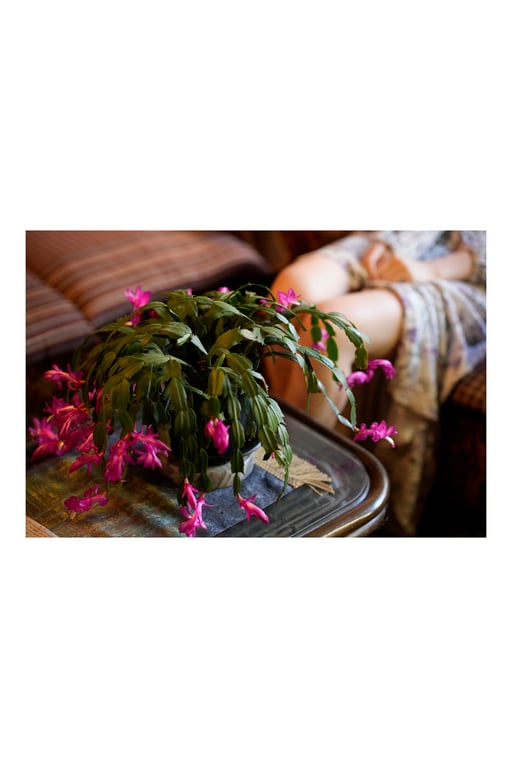 图片[8]-漫画Action数字写真集 相乐伊织「心、静寂。」 - 在线免费观看-阅图吧