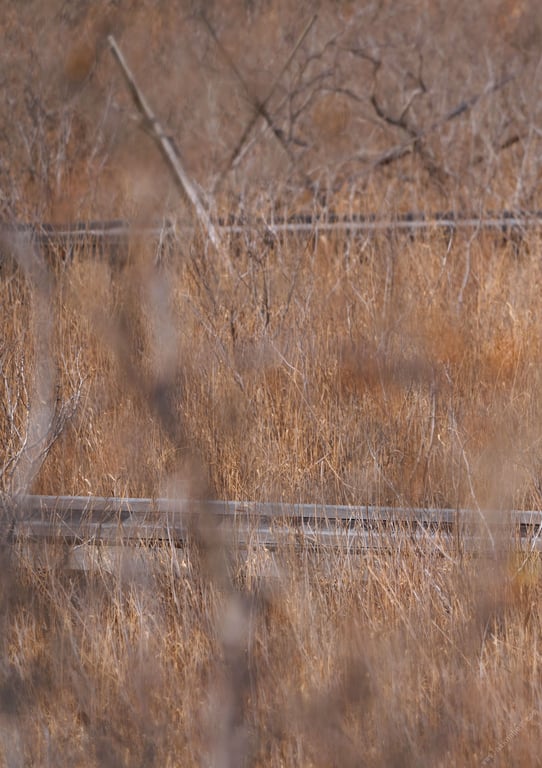 图片[89]-#岩本和子写真集 「嬉戏」 - 全本免费在线观看-阅图吧