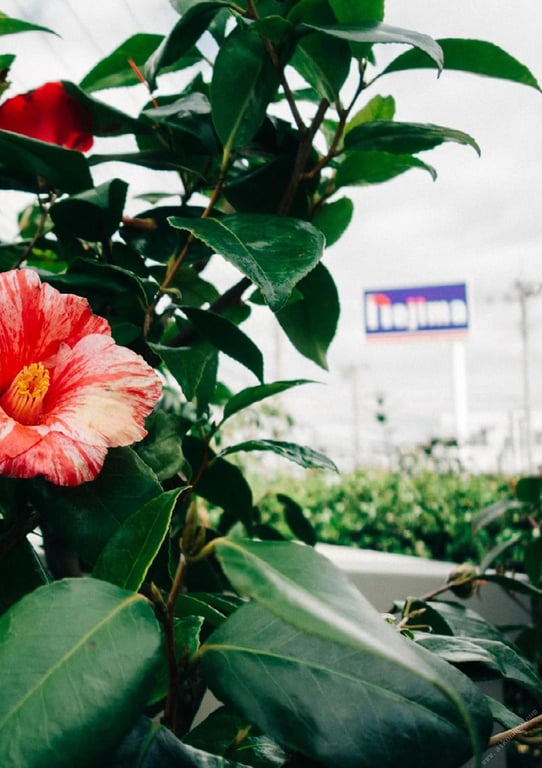 图片[191]-##もも日常 大河桃日常写真集 (wunder_publishing_house.) - 全本免费在线观看-阅图吧