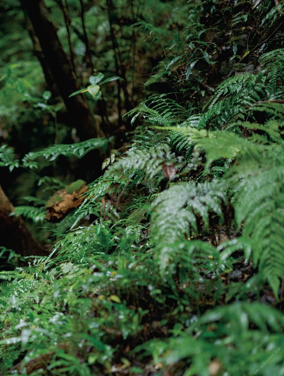 图片[98]-#Ravish 美谷朱里写真集 Asagei SEXY女优写真集 - 全本免费在线观看-阅图吧