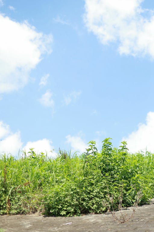 图片[62]-#俄罗斯混血美女 安娜 全裸芭蕾舞者 週刊ポストデジタル写真集 - 全本免费在线观看-阅图吧