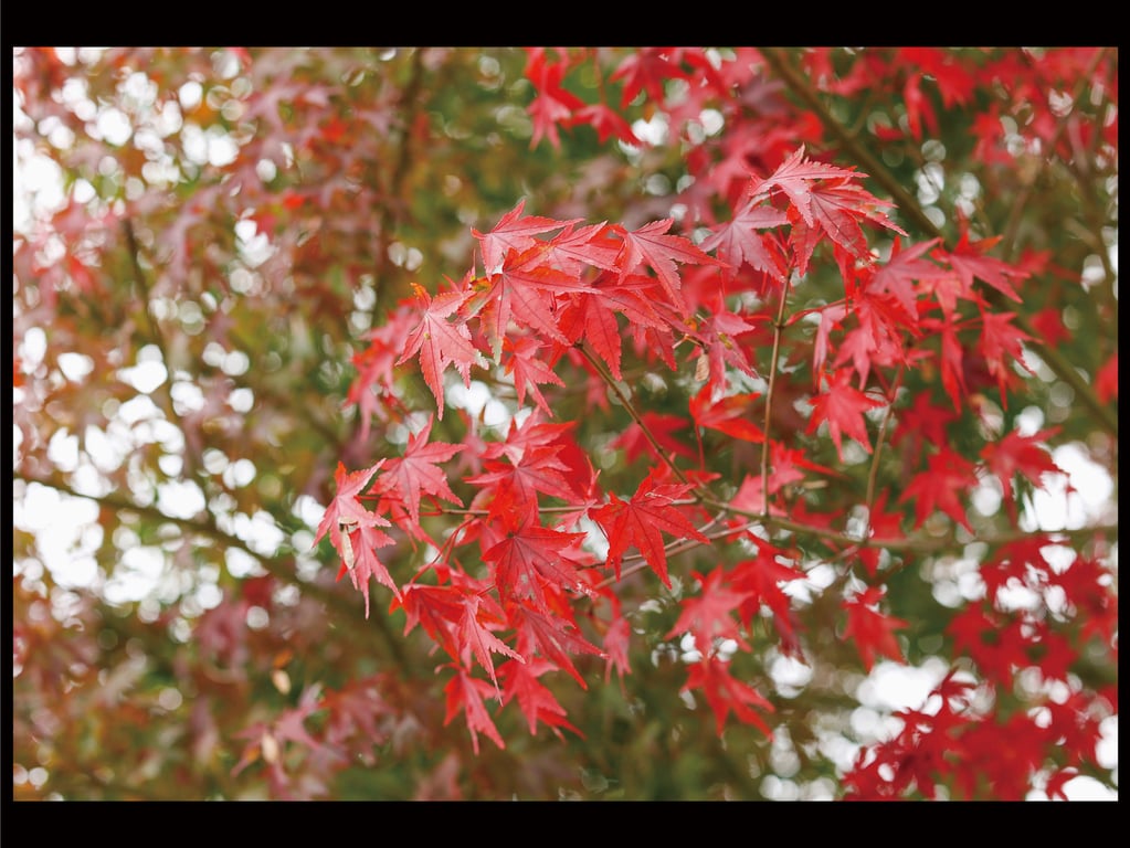 图片[42]-#藤木纱英 官方裸体写真集 总有一天一定 - 全本免费在线观看-阅图吧