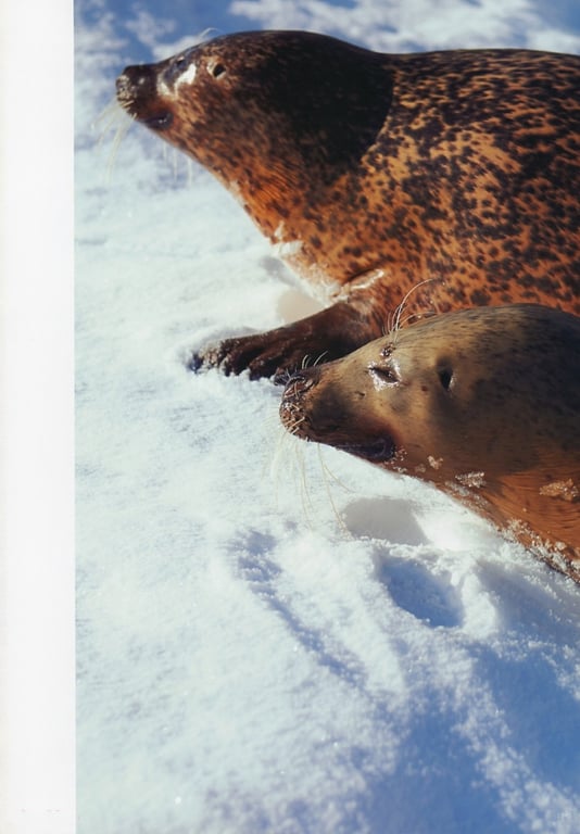 图片[20]-#杉本有美 写真集 杉本有美与1泊2日 - 全本免费在线观看-阅图吧