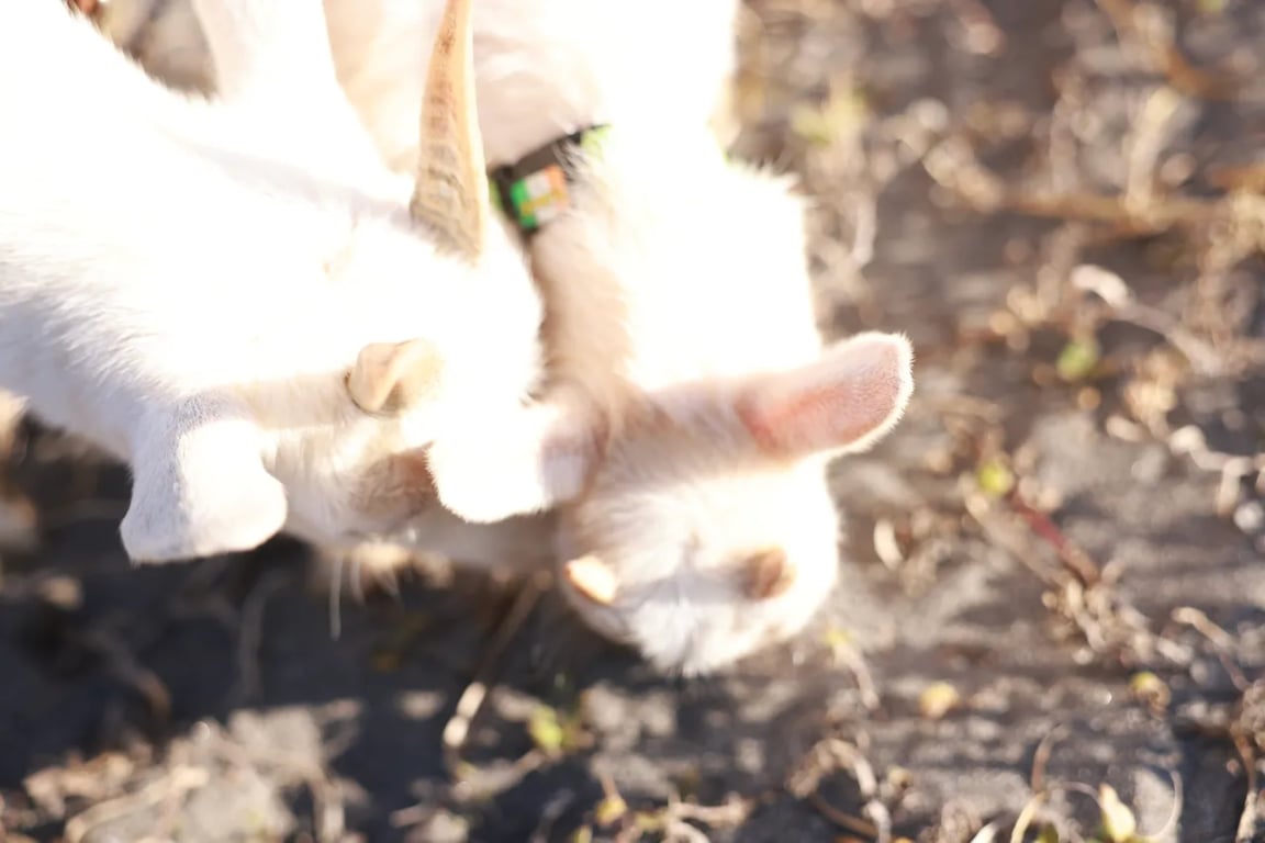 图片[79]-#FRIDAYデジタル写真集 小日向ゆか Soleil オール未公開スペシャルEdition vol.2[113P] - 全本免费在线观看-阅图吧