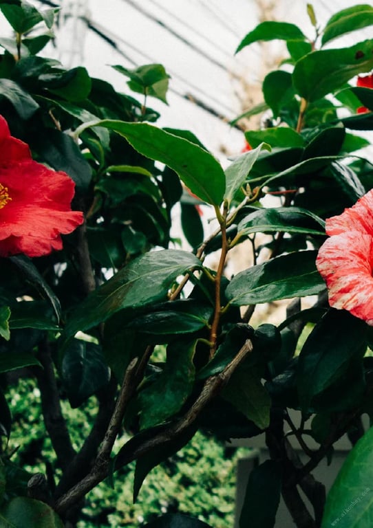 图片[190]-##もも日常 大河桃日常写真集 (wunder_publishing_house.) - 全本免费在线观看-阅图吧