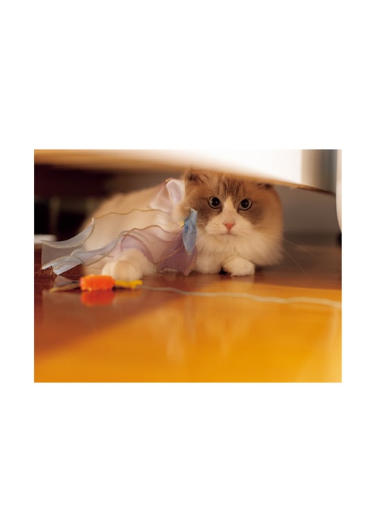 图片[31]-2024.03.20 石川澪写真集「21」 - 在线免费观看-阅图吧