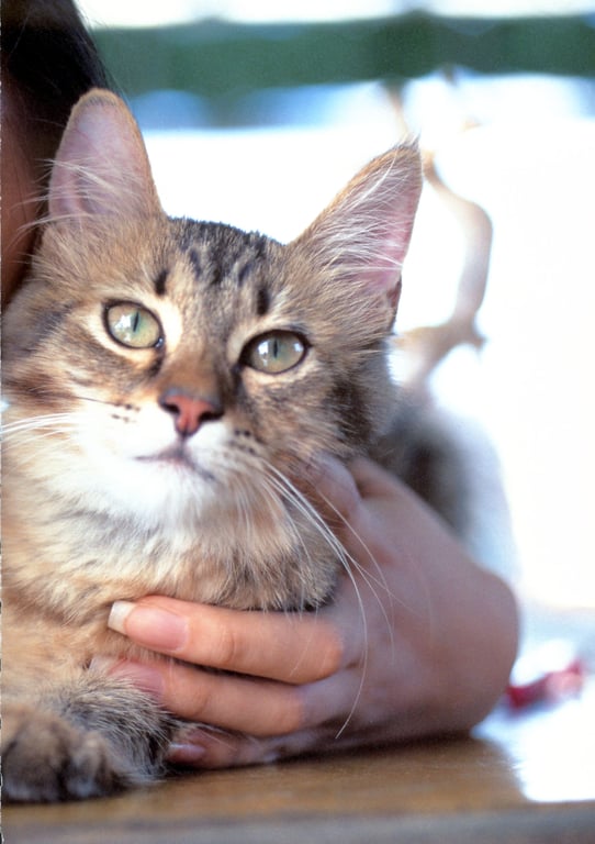 图片[36]-#Sayuri Iwata 岩田小百合 – best friend(20051115) - 全本免费在线观看-阅图吧