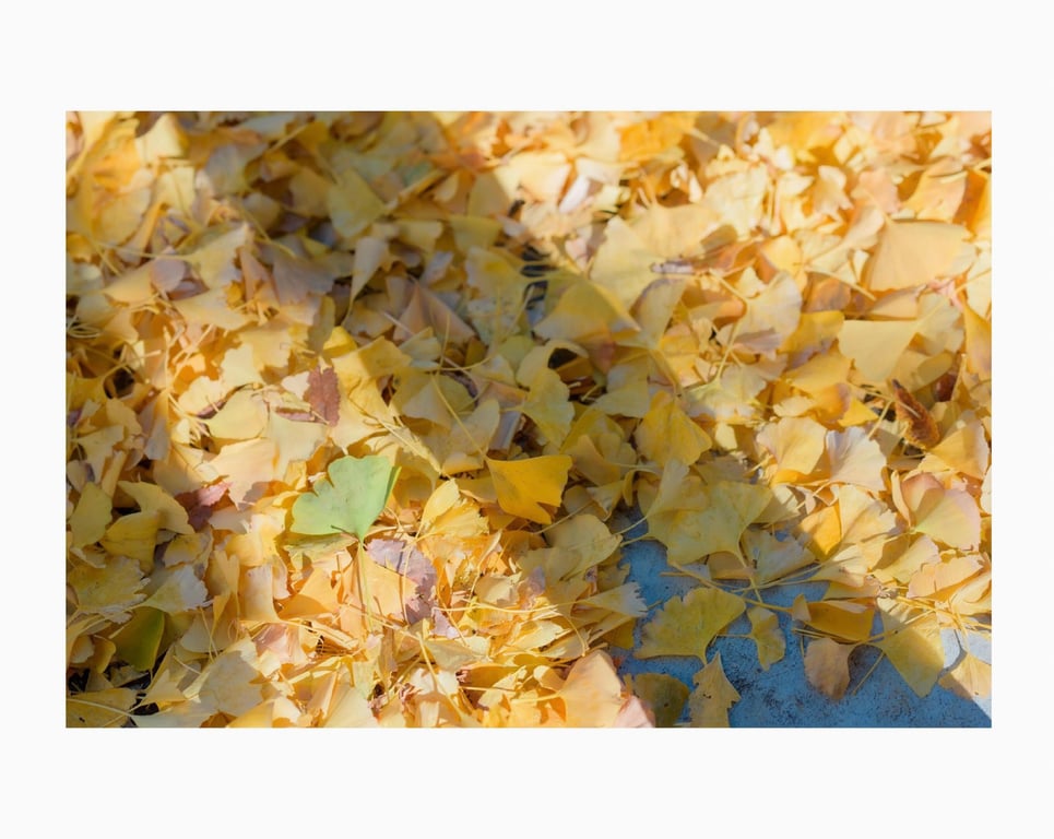 图片[5]-#花宮いのり INORI 1st e-book - 全本免费在线观看-阅图吧