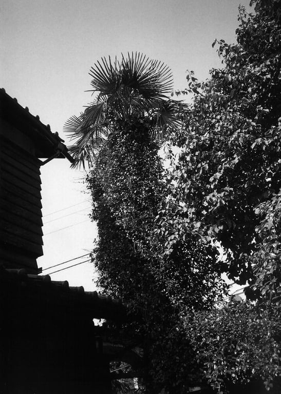 图片[48]-#三浦敦子 – ATSUKO MIURA／泽渡 肇 - 全本免费在线观看-阅图吧