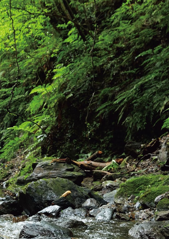 图片[62]-#Karen Kaede 楓卡蓮 – Karen\’s Amami Oshima Sightseeing Tour 卡蓮的奄美大島觀光之旅 (2021-10-15) - 全本免费在线观看-阅图吧