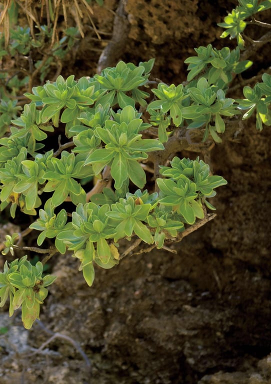 图片[21]-#【電子限定増ページ版】明里紬写真集『tsumutsumu』 - 全本免费在线观看-阅图吧