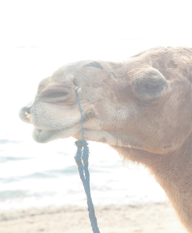 图片[10]-#佐々木希写真集 「Sasaki Nozomi」 - 全本免费在线观看-阅图吧