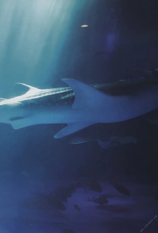 图片[98]-小泉萌香1st写真集 君安眠 - 在线免费观看-阅图吧