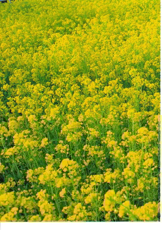 图片[4]-#Rina Akiyama 秋山莉奈 – Rina - 全本免费在线观看-阅图吧