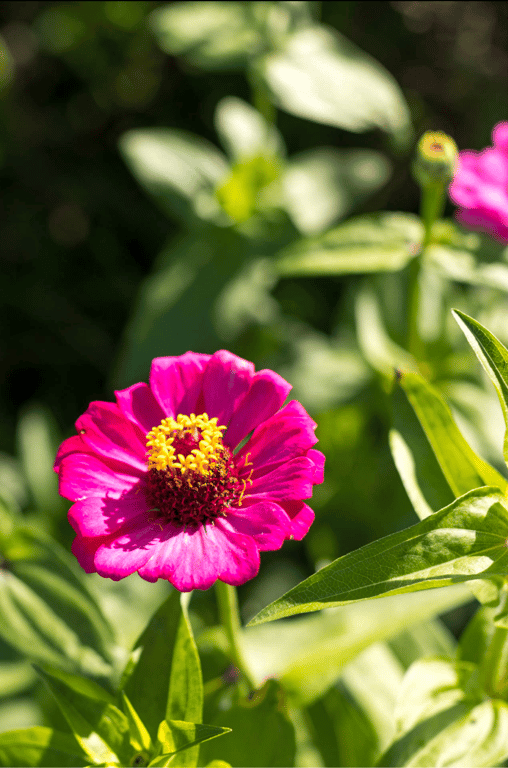 图片[2]-Hana Shirato 白桃花 - Gravure Photobook Youth #青春 (2021-11-26) - 在线免费观看-阅图吧