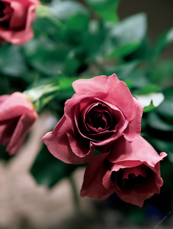 图片[76]-#Tomoko Nakajima 中岛知子 – Enka 烟夏 (2017-07-28) - 全本免费在线观看-阅图吧