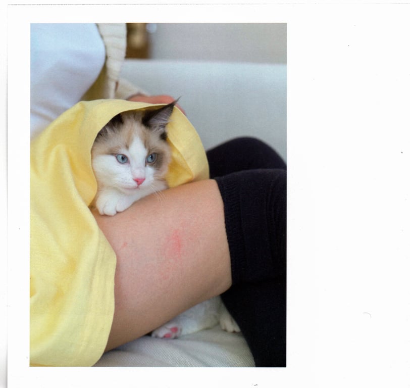 图片[58]-#青山裕企 Photobook 26sets\【青山裕企】猫与大腿 - 全本免费在线观看-阅图吧