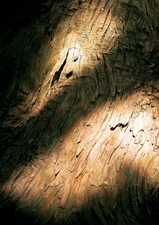 图片[11]-#鈴原りこ1st写真集 柔软温暖。54カット増 大増190ページデジタル完全版 - 全本免费在线观看-阅图吧