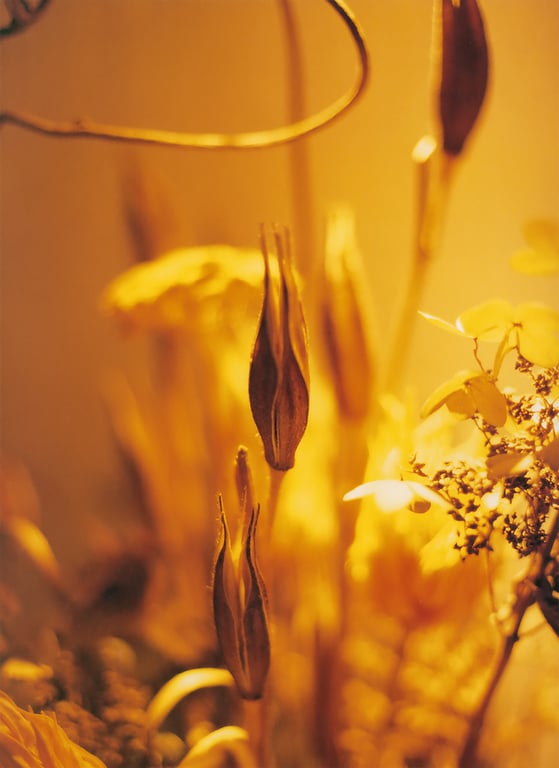 图片[97]-#伊藤瞳 – NAKED - 全本免费在线观看-阅图吧