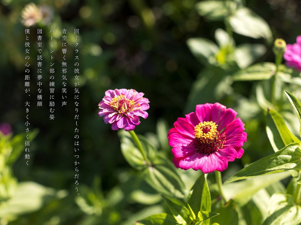 图片[34]-#Hana Shirato 白桃花 – Youth #Aoharu 青春#青春 (NO watermark) - 全本免费在线观看-阅图吧