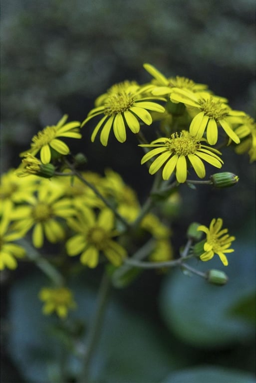 图片[36]-#七菜乃ヌード写真集 Lumiere J - 全本免费在线观看-阅图吧