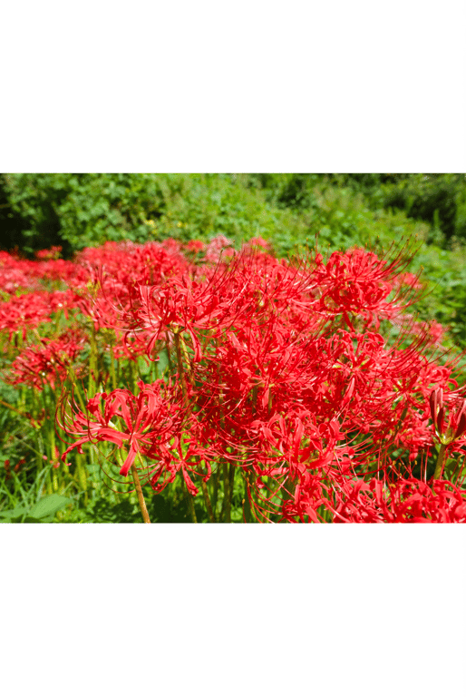 图片[23]-#美園和花 官方写真集 ハチミツ - 全本免费在线观看-阅图吧