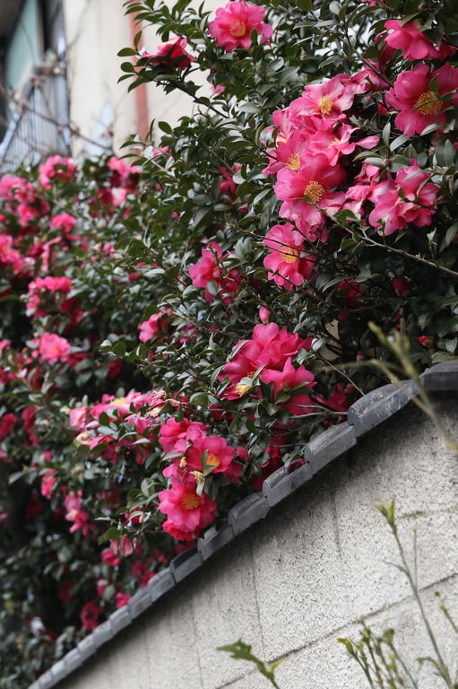 图片[83]-#Kana Mito 水户香奈 – A person who loves flowers 花を愛でる人 (2019-10-28) - 全本免费在线观看-阅图吧