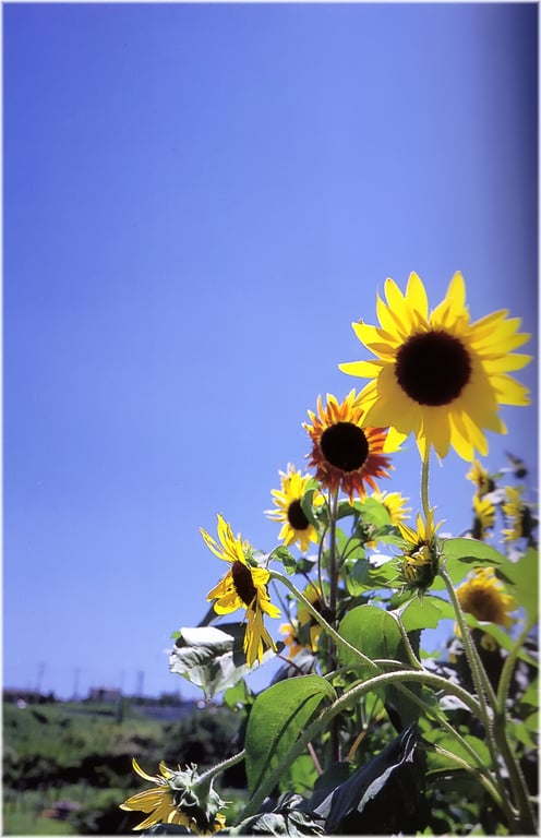 图片[17]-#若槻千夏 – 初恋故事 ~泪眼朦胧~ - 全本免费在线观看-阅图吧