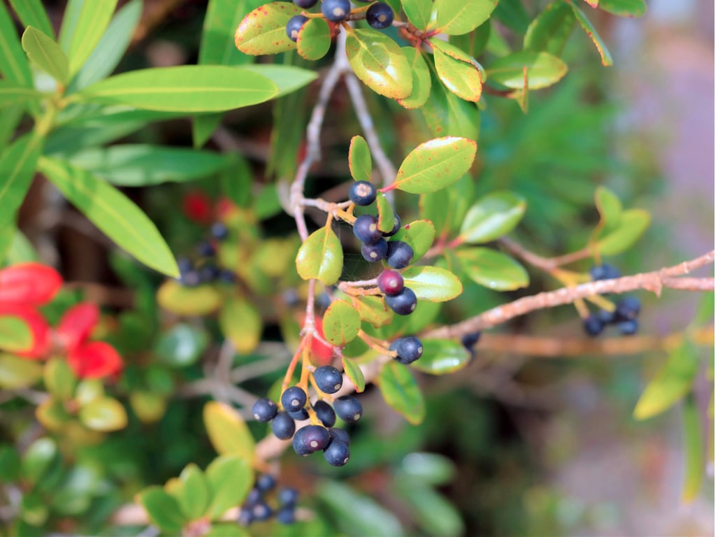 图片[16]-#優梨まいな ヌード写真集 奇迹[167P] - 全本免费在线观看-阅图吧