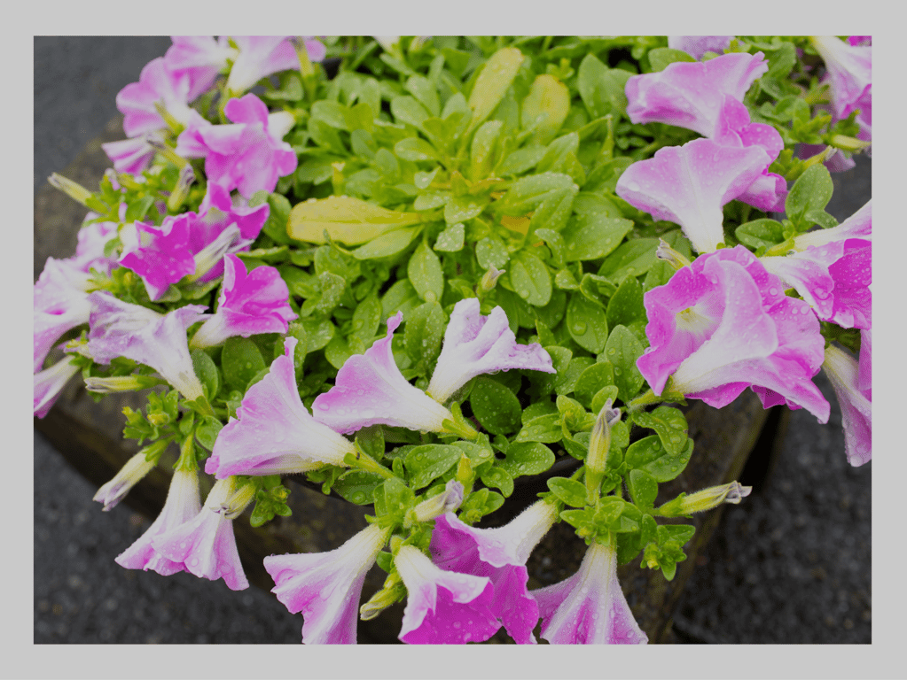 图片[2]-#唯奈美月 グラビア写真集 この胸のときめき[47P-PNG] - 全本免费在线观看-阅图吧