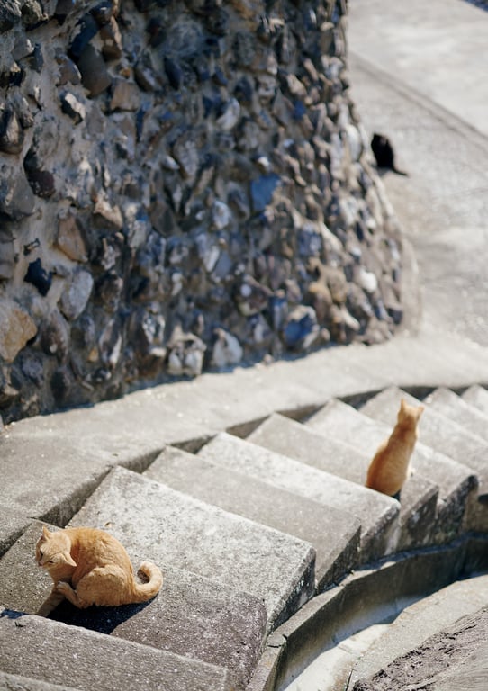 图片[43]-#Ayaka Imoto 井本彩花 1st Photobook – Aoharu 青春。 (2022-03-23) - 全本免费在线观看-阅图吧