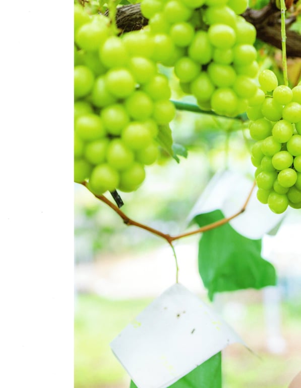 图片[88]-Nao Kosaka 小坂菜绪 1st Photobook - Who are you 你是谁 (2021-06-29) (Canon scan) - 在线免费观看-阅图吧