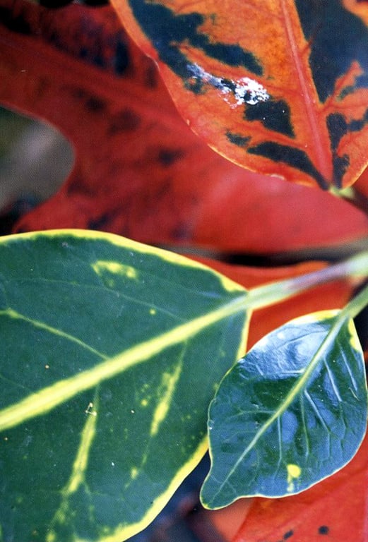 图片[17]-#小仓优子 – 初恋故事～鼓起勇气～ - 全本免费在线观看-阅图吧