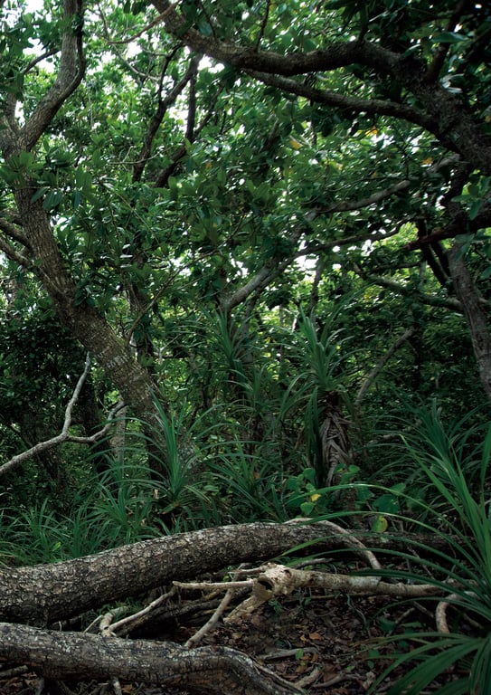 图片[77]-#【電子版だけの特典カット付き】奈月瀬名写真集『senai sm』 - 全本免费在线观看-阅图吧