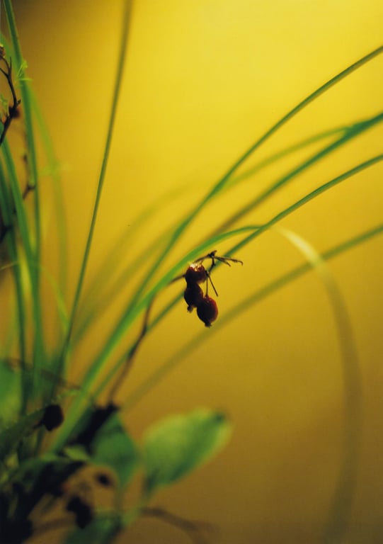 图片[53]-#石川梨华 – 華美 hana-bi (見開付) - 全本免费在线观看-阅图吧