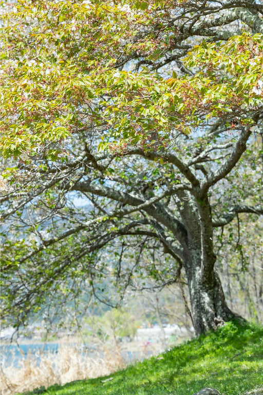 图片[12]-#見つめあい 向井藍【ヘアヌード写真集】 - 全本免费在线观看-阅图吧