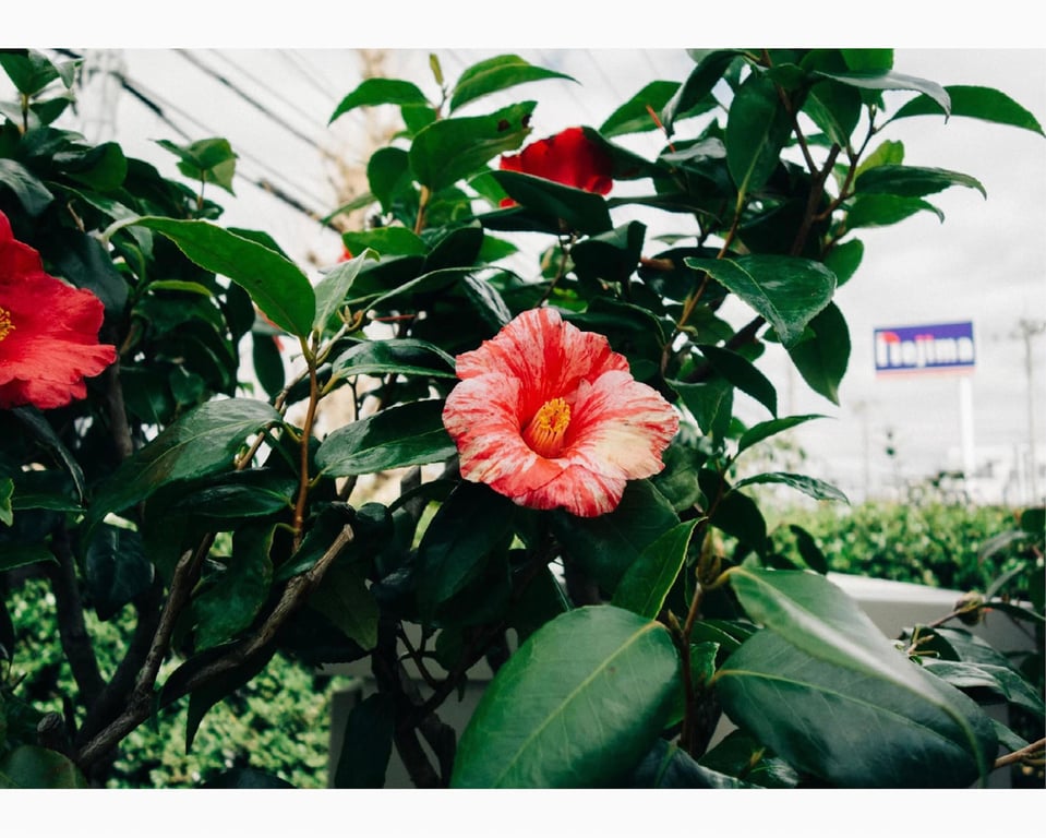 图片[96]-#大河桃 日常写真集 ＃もも日常 (wunder publishing house) - 全本免费在线观看-阅图吧