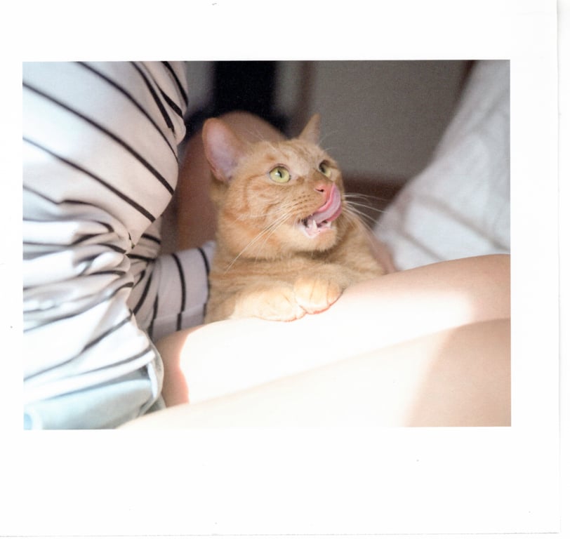 图片[67]-#青山裕企 Photobook 26sets\【青山裕企】猫与大腿 - 全本免费在线观看-阅图吧