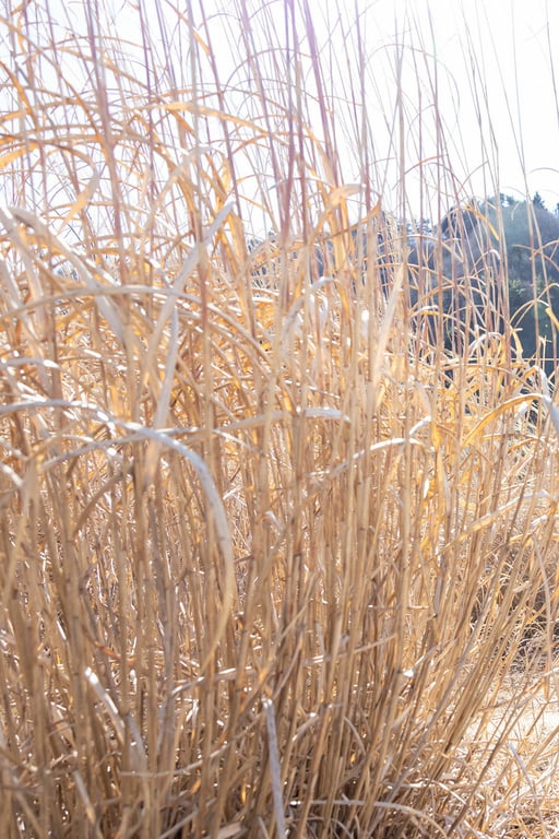 图片[4]-#凛音色 凛音桃花： 【ヘアヌード写真集】 - 全本免费在线观看-阅图吧