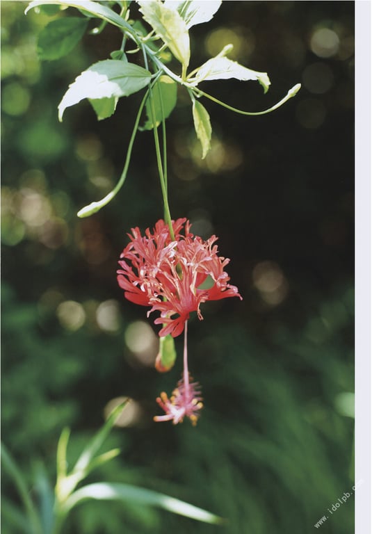 图片[38]-#川島海荷 写真集 青之走廊 - 全本免费在线观看-阅图吧