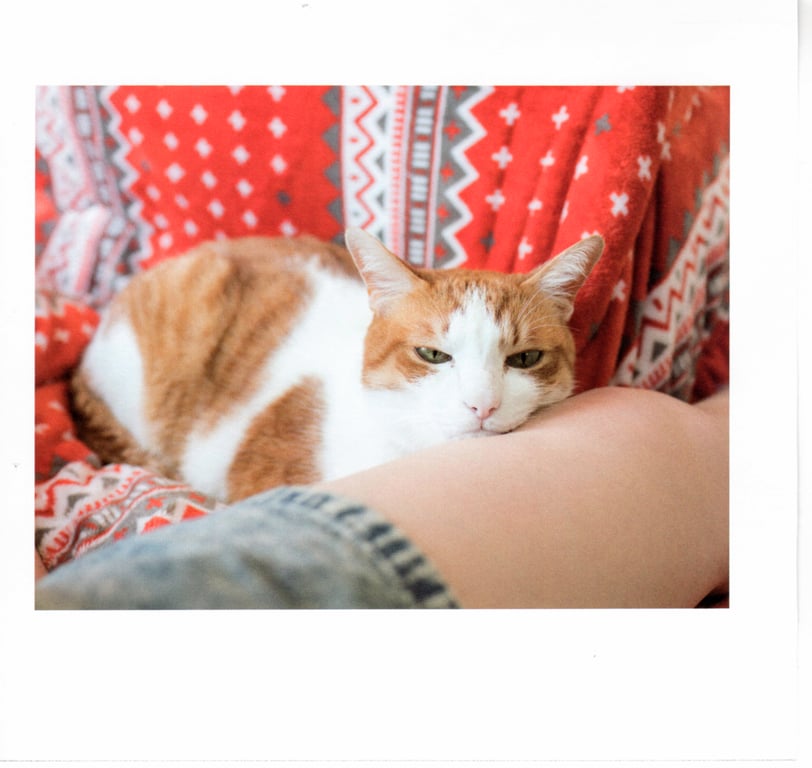 图片[18]-#青山裕企 Photobook 26sets\【青山裕企】猫与大腿 - 全本免费在线观看-阅图吧