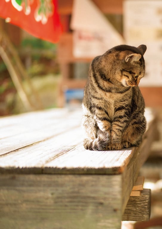 图片[159]-[電子書籍限定カバー･電子限定特典付] 佐佐木琴子1st写真集 黎明的梦 (声グラe-books) - 在线免费观看-阅图吧