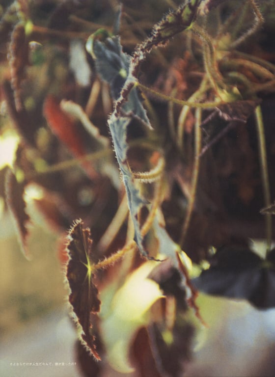 图片[67]-#相楽のり子 写真集 on／off - 全本免费在线观看-阅图吧