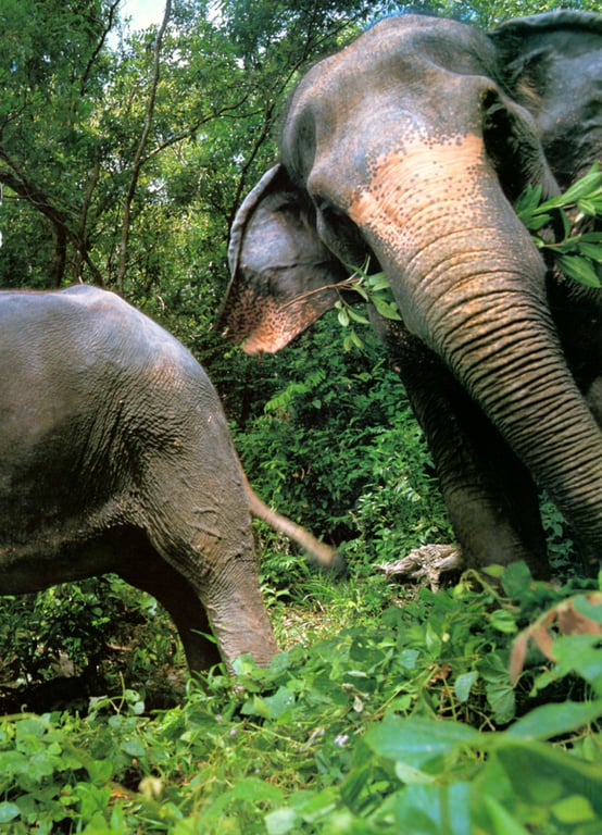 图片[38]-#小仓优子 – YOUNG SUNDAY SPECIAL GRAPHIC VOL. 3 - 全本免费在线观看-阅图吧